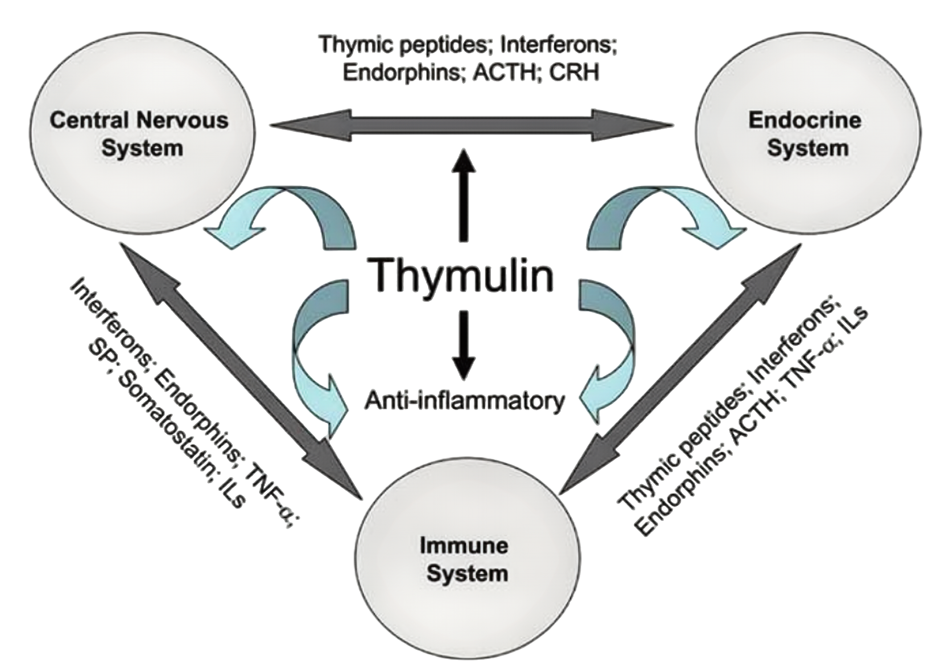 Thymulin: Mengawal Fungsi Sistem Imun