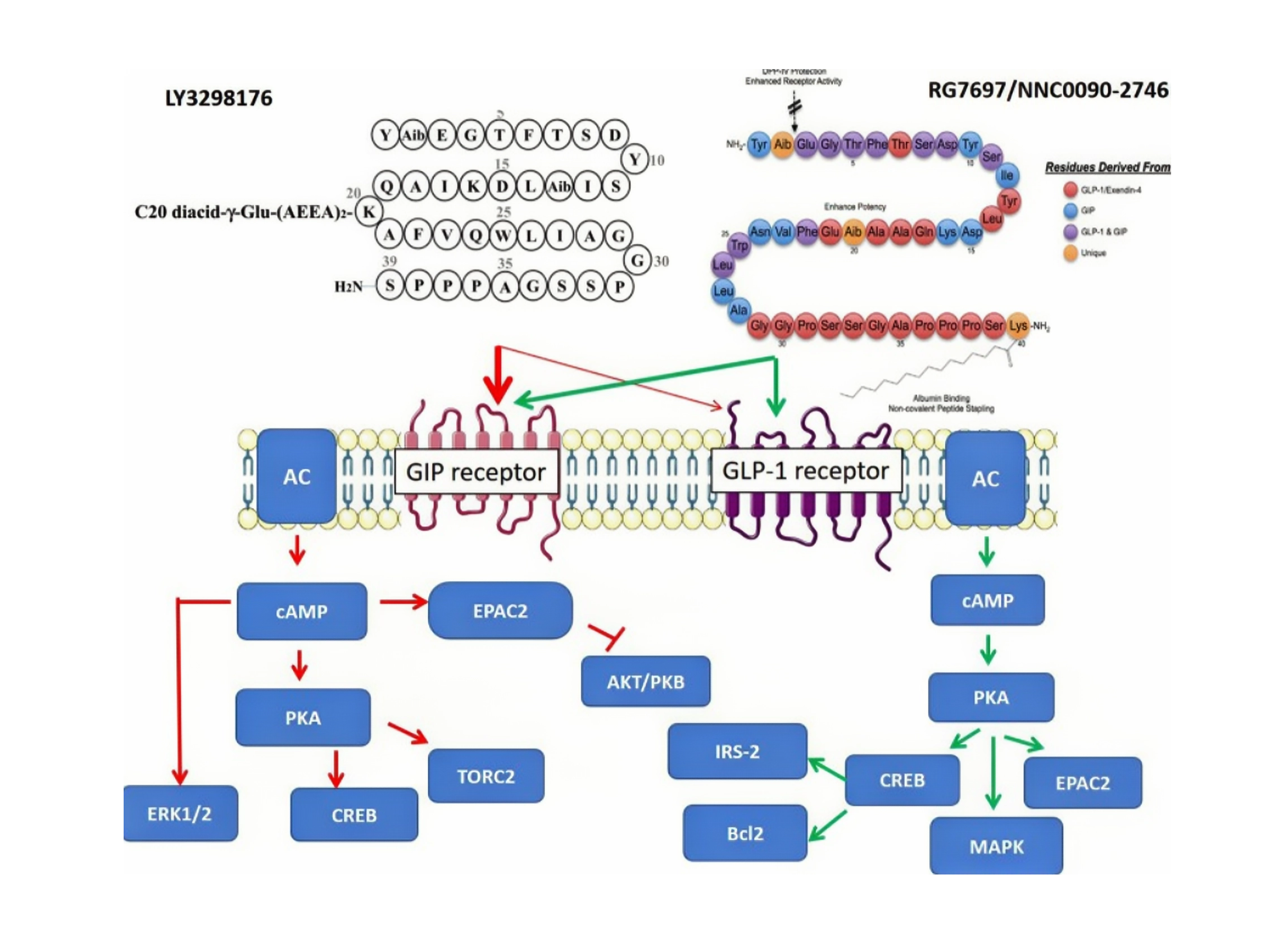 O mecanismo agonista de dobre receptor do tratamento da obesidade con tizep&aacute;tida