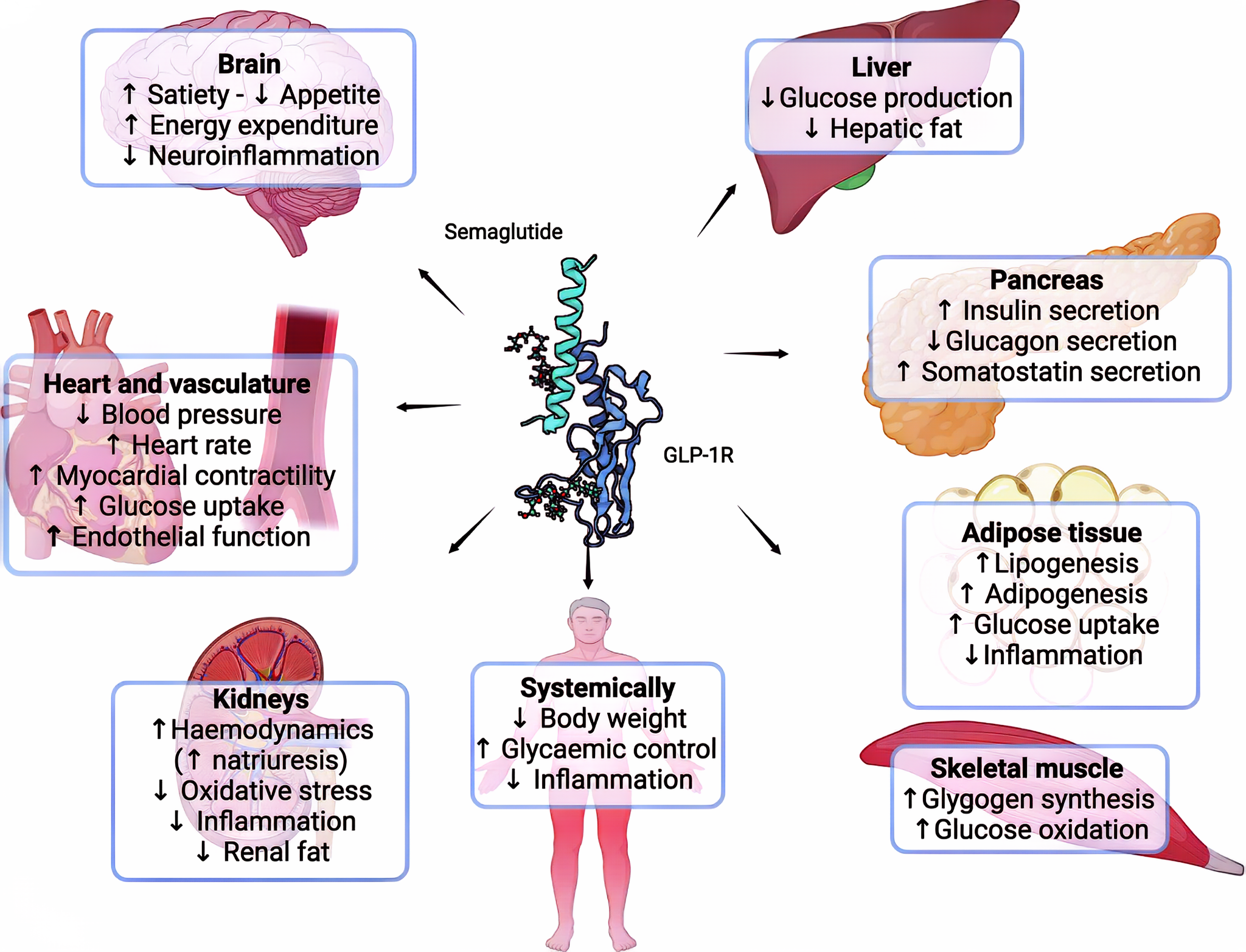 Cagrilintide maka njikwa glycemic na njikwa ibu na ndị ọrịa nwere ụdị ọrịa shuga 2