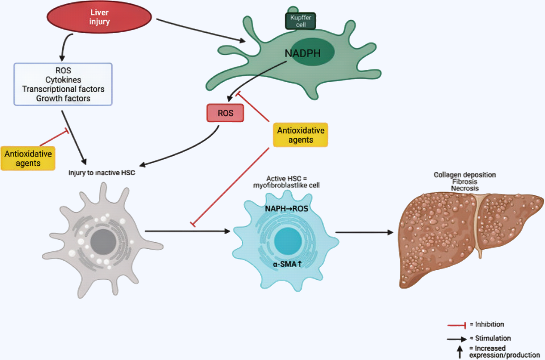 Vilon: Anti-inflammatorisk
