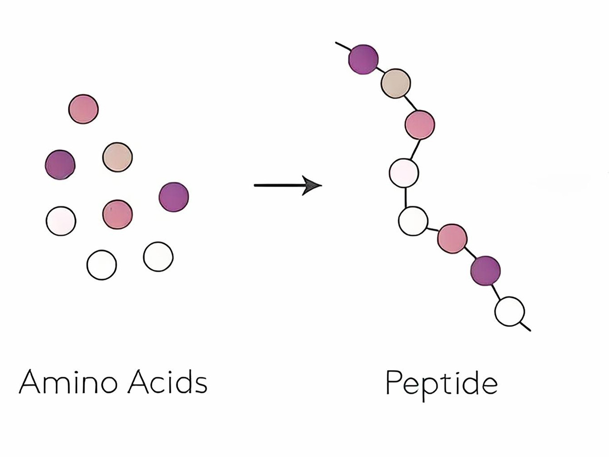 Peptider og aminosyrer